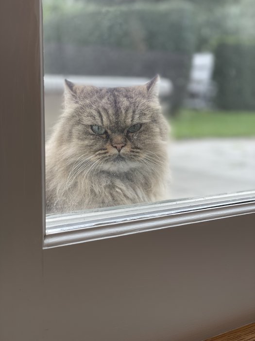 En långhårig katt som ser in genom ett fönster med ett lätt missnöjt uttryck.