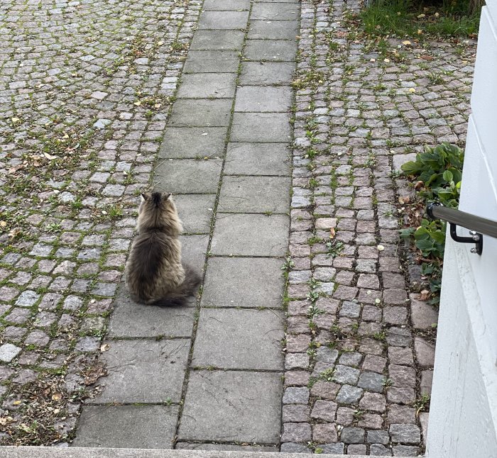 En katt sitter på en stenlagd gångväg och ser bort från kameran.