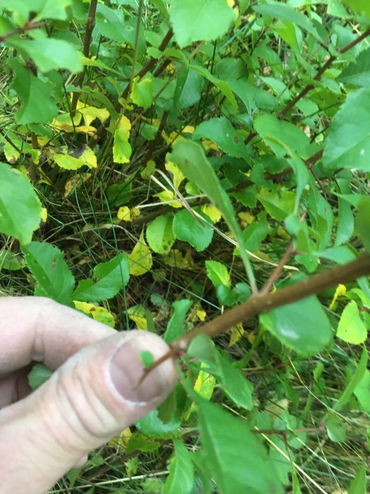 Hand håller en gren bland gröna blad i vad som ser ut att vara en tät vegetation.