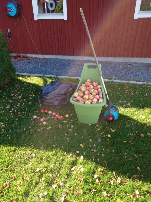 En grönsaks trädgårdskärra full av äpplen bredvid en svart sopsäck, med fallna äpplen på gräset.