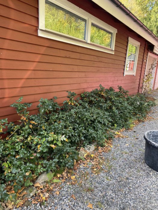Rödmålad stuga med vita fönster och dörr, omgiven av gröna buskar och grusgång.