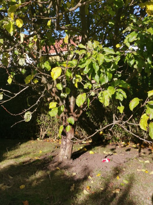 Ett äppelträd med en liten gravmarkerad med stenar och en röd blomma under, i ett solbelyst trädgård.