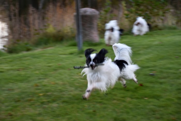 Svart och vit hund springer lekfullt på en grönskande äng med en pinne i munnen.