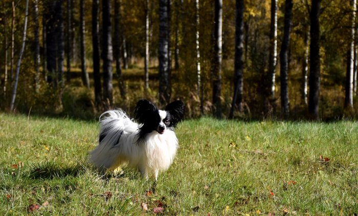 Papillonhund springer på en solig äng framför en björkskog.