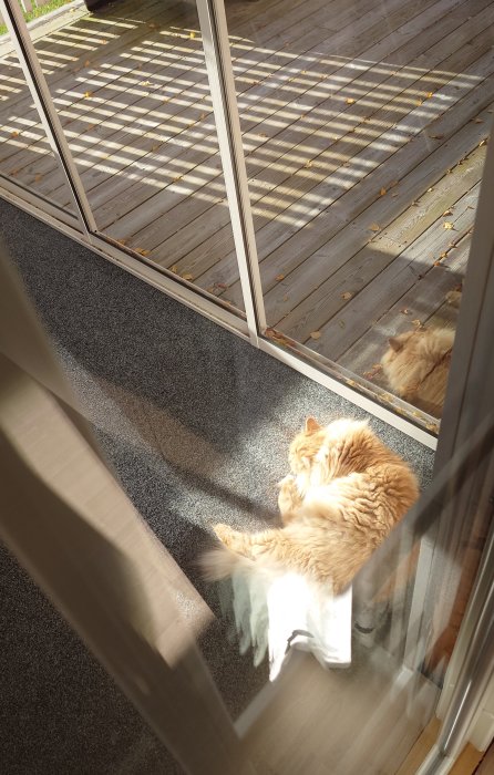 En röd katt som njuter av solen genom en halvöppen glasdörr med ett trägolv i bakgrunden.