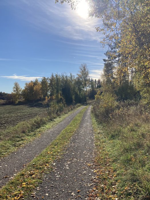 Solig landsväg med höstlöv och träd i början på höstfärger.