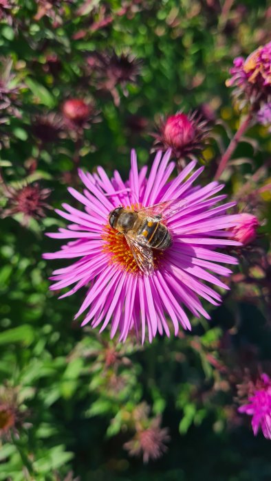 Bi på lila blomma med rosa kronblad och gul mitt.