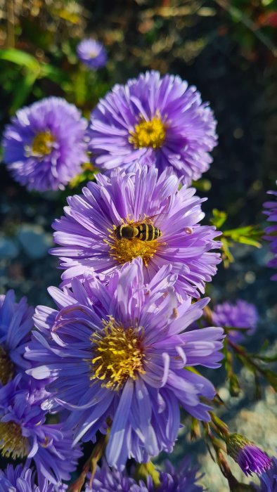 En insekt på lila asterblommor i solljus.