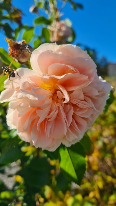 Blommande rosa ros med en insekt som flyger nära blomman mot en klarblå himmel.