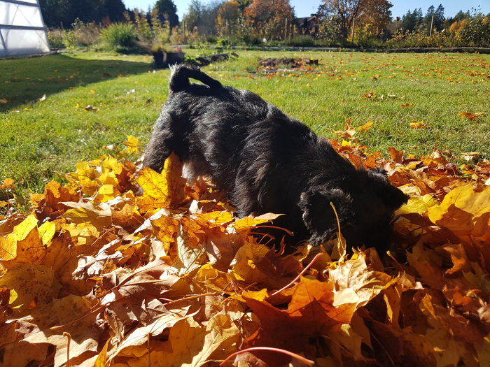 Svart hund letar godis i en stor hög med gula höstlöv på en solig gräsmatta.