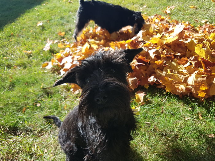 Svart hund i förgrunden med suddig andra hund som letar i lövhög i bakgrunden på en solig gräsmatta.