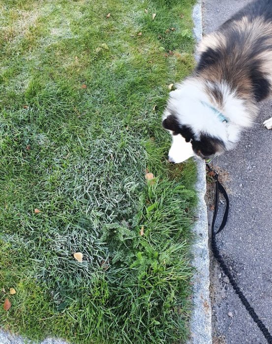 Hund tittar på en gräsmatta med första frostlagret, tydlig gräns mellan frost och grönt gräs.