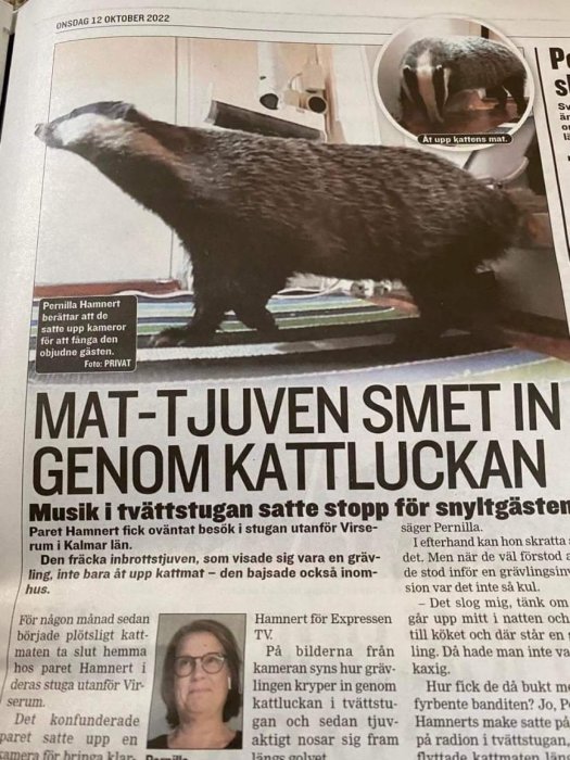 Grävling som smyger genom kattluckan och artikeltext om händelsen.