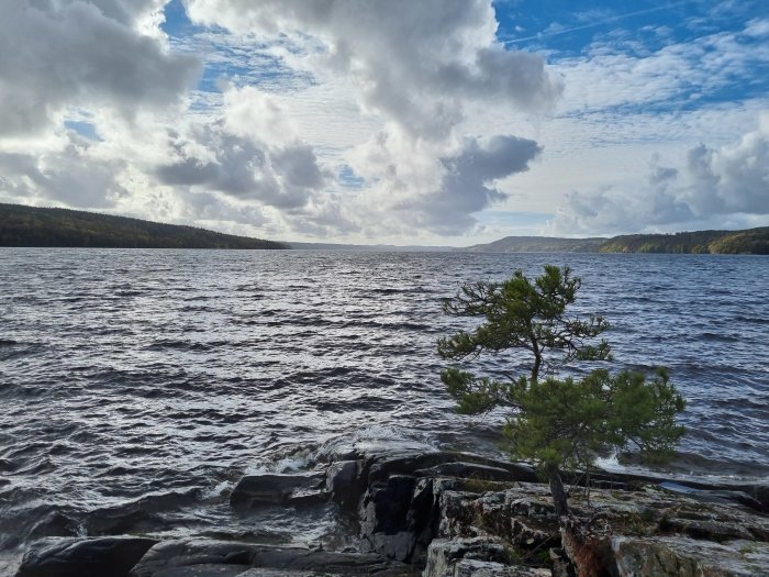 Utsikt över en sjö med mörka vågor, en enstaka tall på en stenig strand och moln på himlen.