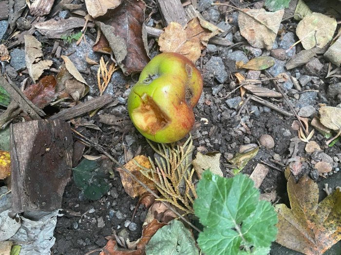 Halväten äpple på marken omgiven av löv och grus, tecken på råttaktivitet.