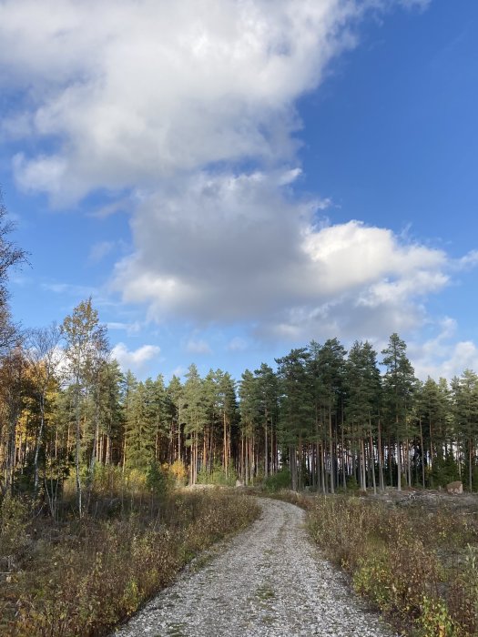 Grusväg genom höstlig skog med blå himmel och vita moln ovanför.