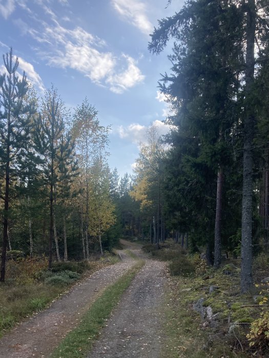 Skogsväg omgiven av träd med höstfärger under en molnig himmel.