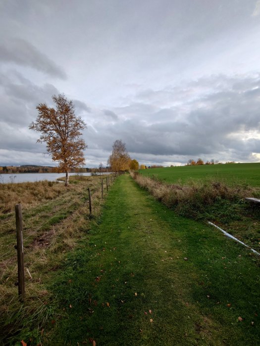 Gräsbevuxen stig längs ett staket på landsbygden med ett lövträd och mörka moln i himlen.