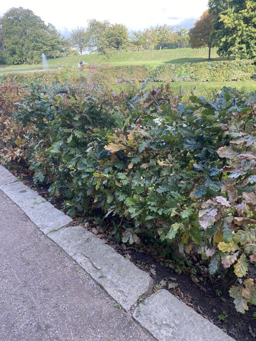 Ekhäck vid Torups slott med gamla stammar och delvis höstfärgade blad.