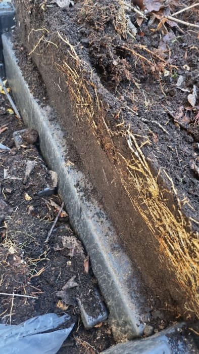 Rötter som trängt igenom asfalt och markduk i en upphöjd rabatt.