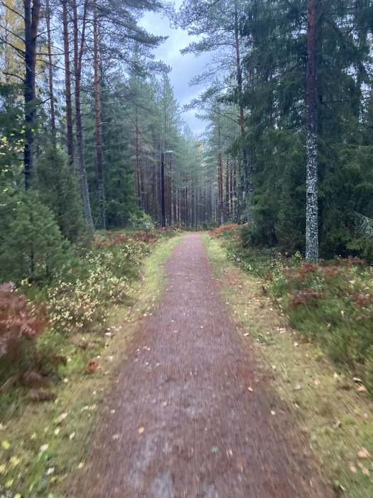 En grusväg som leder genom en barr- och lövskog med höstens första löv på marken.