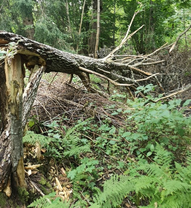 Nedfallen sälgen i skogen med avbrutet trunk och utspridda grenar omgiven av ormbunkar och lövverk.