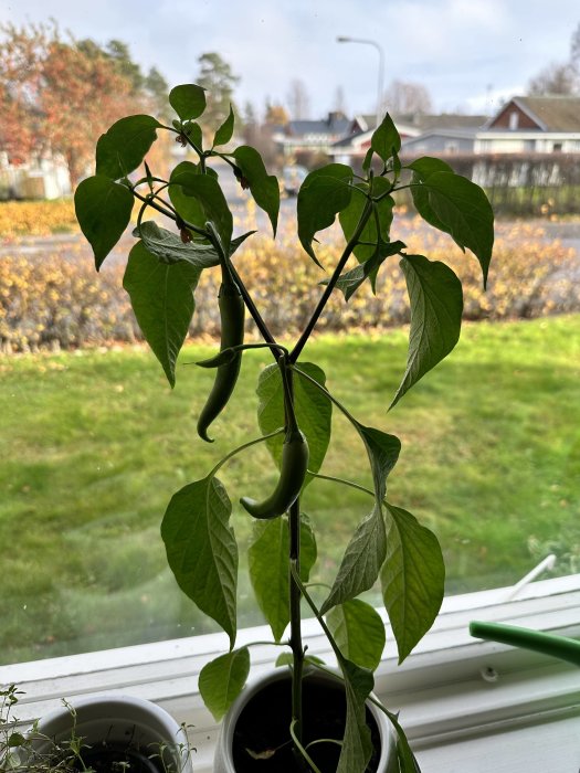 Chilipepparplanta med mogna gröna frukter i kruka på ett fönsterbräde.