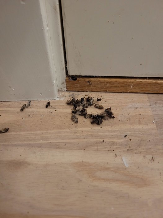 Hop av döda insekter på ett trägolv nära hörnet av en dörröppning.