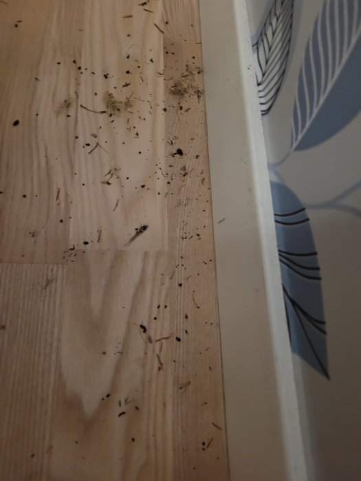 Trägolv med spår av smuts och små skräp vid en väggkant intill tapet med bladmotiv.