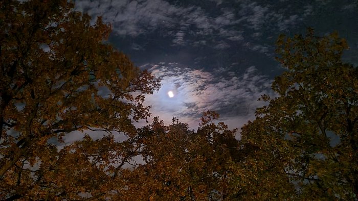 Månsken som lyser genom moln bakom silhuetter av träd, passande för Halloween-stämning.