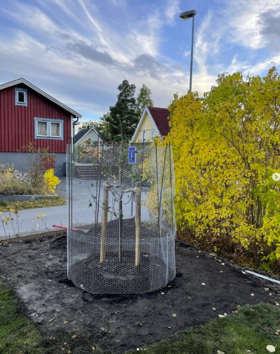 Nysatt äppelträd skyddat med nät i en trädgård med höstgula buskar och röda hus.