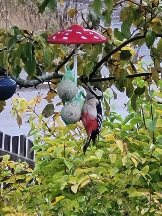 En hackspett som äter från en talgboll under ett rött svampformat fågelbord bland gröna löv.