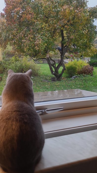 Katt sitter vid fönster och tittar ut på en höstig trädgård med träd och fågelmat.