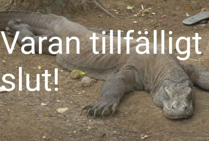 Komodovaran som vilar på marken med texten "Varan tillfälligt slut!" överlagrad.