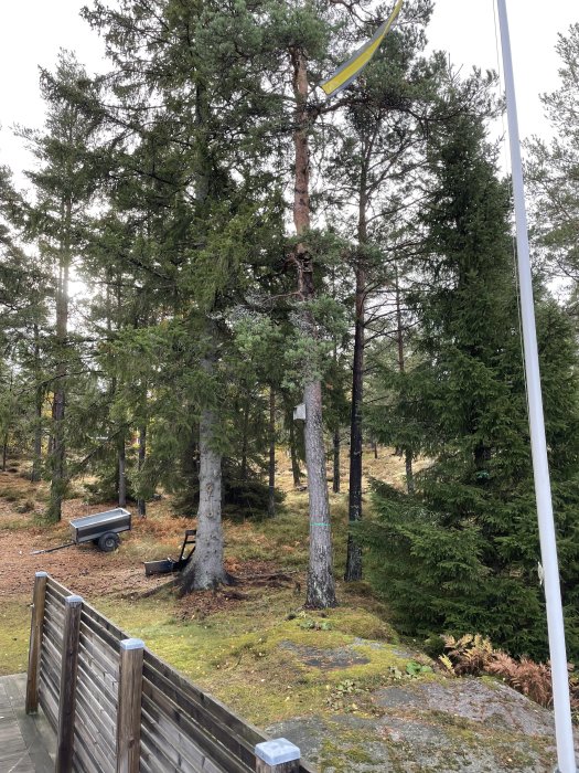 Skogstomt med några fällda träd, en släpkärra och verktyg synliga, en fortfarande grön bland ung och gammal skog.