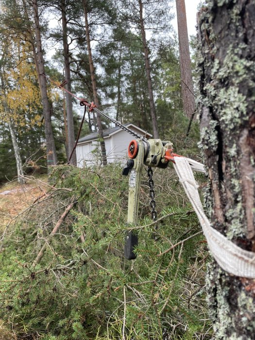 En motorsåg och färganordningar fästa i ett träd för säker fällning med nerfällda grenar i bakgrunden.