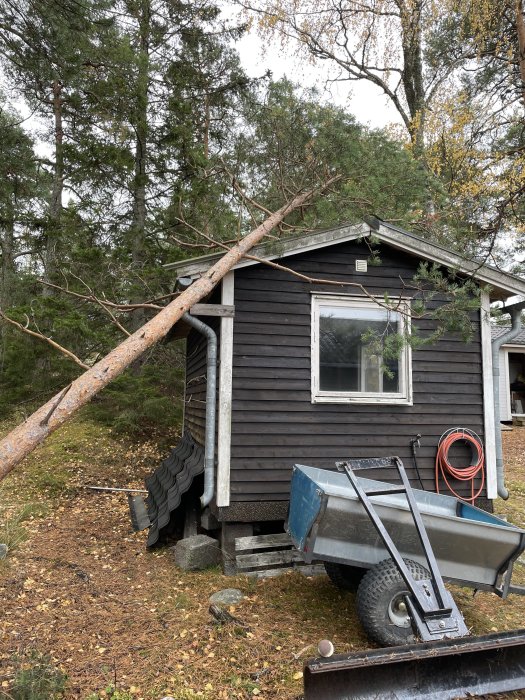 Nedfall träd mot stugvägg bredvid släpvagn och staplade takpannor, skogsområde i bakgrunden.