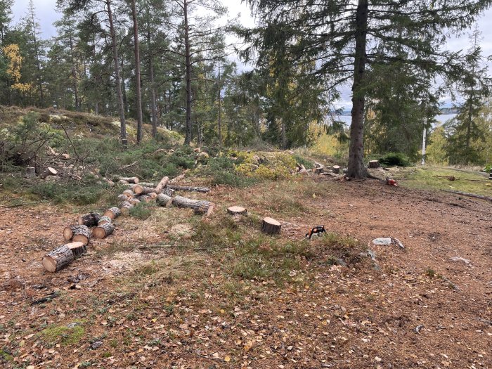 Nyligen sågade trädstammar ligger utspridda på marken i en skogsglänta med en motorsåg i förgrunden.