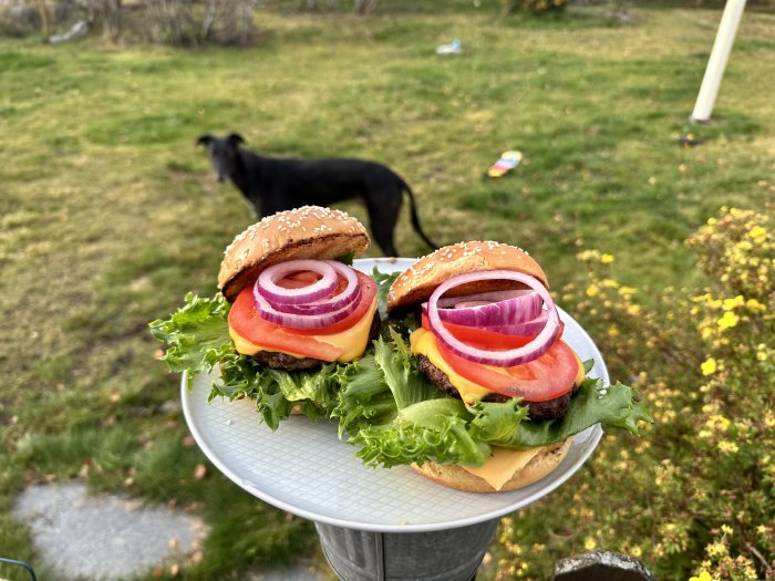 Två hemgjorda hamburgare på ett bord utomhus med en svart hund i bakgrunden.