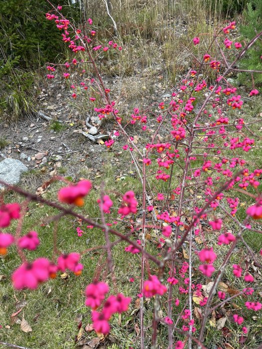 Röda blommor på en perukbuske med en suddig bakgrund av en trädgård.