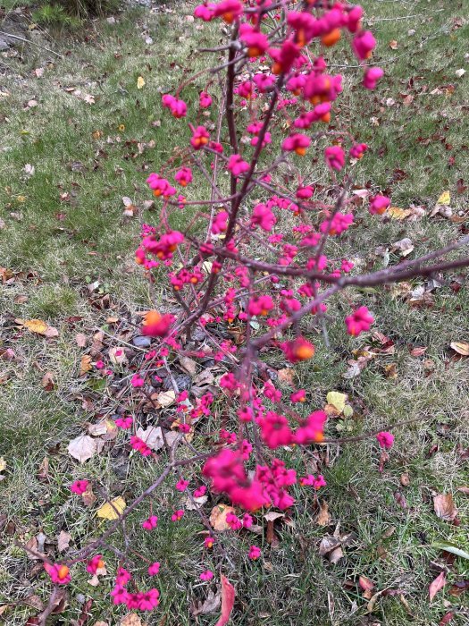 Vibrant röda blommor på en benved i en trädgård med höstlöv på marken.