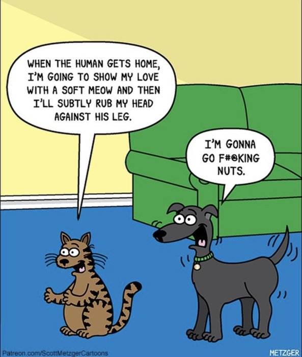 Tecknad bild av en katt och en hund som uttrycker sina planer inför ägarens hemkomst med pratbubblor.