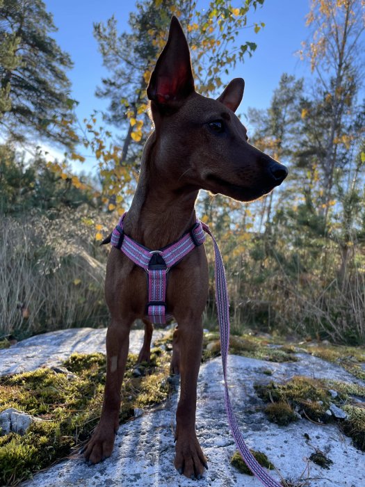 En brun hund med sele står på en mossbelagd sten i skogen.