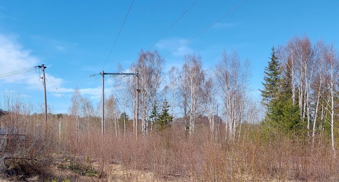 Elledningar och stolpar med skogsbakgrund under en klarblå himmel.