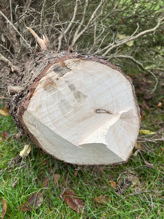 Nyligen sågad trädstock med synlig årsringar och grenar i bakgrunden.