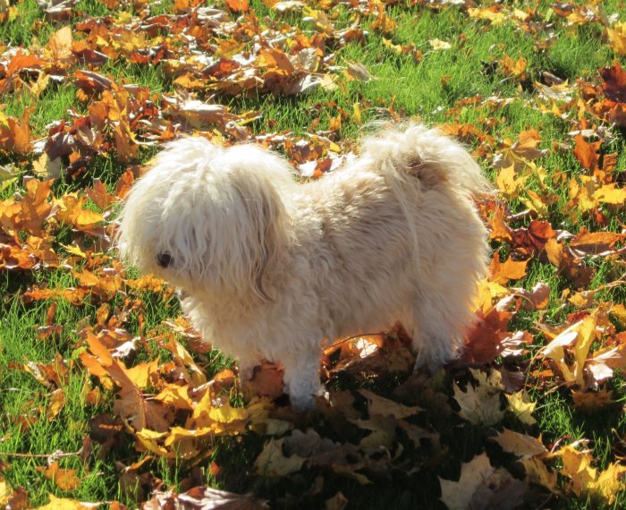 Vit långhårig hund på gräs bland höstlöv i solsken.