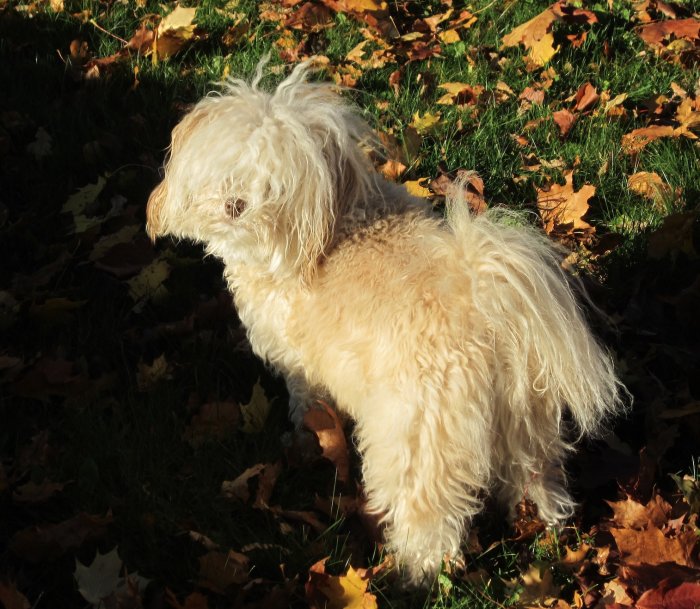 Liten lurvig hund på en solig höstdag med löv på marken.