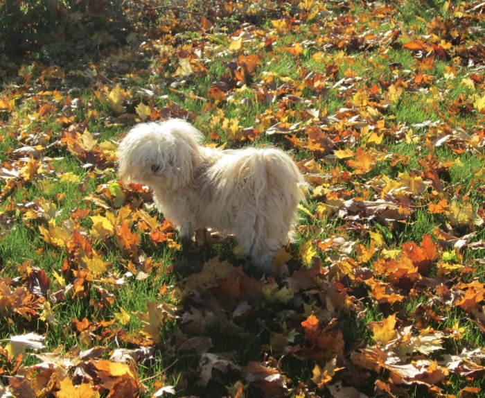 Liten vit hund som står på en gräsmatta täckt med höstlöv i solljus.