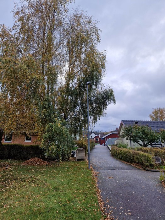 Höstbild av en bostadsgata med lövfällande träd, gatlykta, en gräsmatta och del av ett tegelhus.