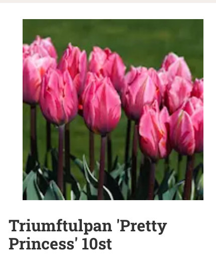 Rosa triumftulpaner 'Pretty Princess' i blom mot grön bakgrund.